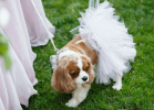 White Bridal Dog Tutu Skirt (Small)