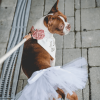 White Bridal Dog Tutu Skirt (Small)