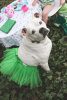 Green Christmas Dog Tutu Skirt (XS)