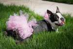 Light Pink Dog Tutu Skirt (Medium)