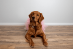 Light Pink Dog Tutu Skirt (Medium)