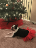 Red Christmas Dog Tutu Skirt (Large)