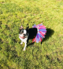 Red/White/Blue 4th Of July Dog Tutu Skirt Medium)