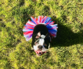 Red/White/Blue 4th Of July Dog Tutu Skirt Medium)