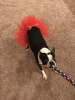 Red Christmas Dog Tutu Skirt (Medium)