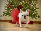 Red Christmas Dog Tutu Skirt (Small)