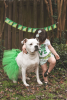 Green Christmas Dog Tutu Skirt (XXL)