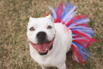 Red/White/Blue 4th Of July Dog Tutu Skirt (XXXL)