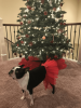 Red Christmas Dog Tutu Skirt (XXL)