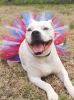 Red/White/Blue 4th Of July Dog Tutu Skirt (XXL)