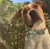 Cutie Ties Dog Bow Tie