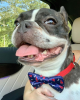 Cutie Ties Dog Bow Tie