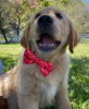 Cutie Ties Dog Bow Tie