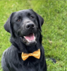 Cutie Ties Dog Bow Tie