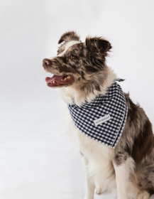 Buddy Dog Bandana (Color: Navy Gingham, size: S)