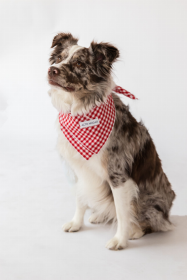 Buddy Dog Bandana (Color: Red Gingham, size: L)