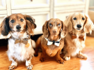 Dog Bow Tie