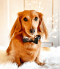 Dog Bow Tie