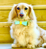 Dog Bow Tie