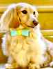 Dog Bow Tie