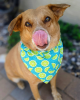 Over-The-Collar Dog Bandana