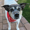 Embroidered Print - Traditional Tie-Around Dog Bandana